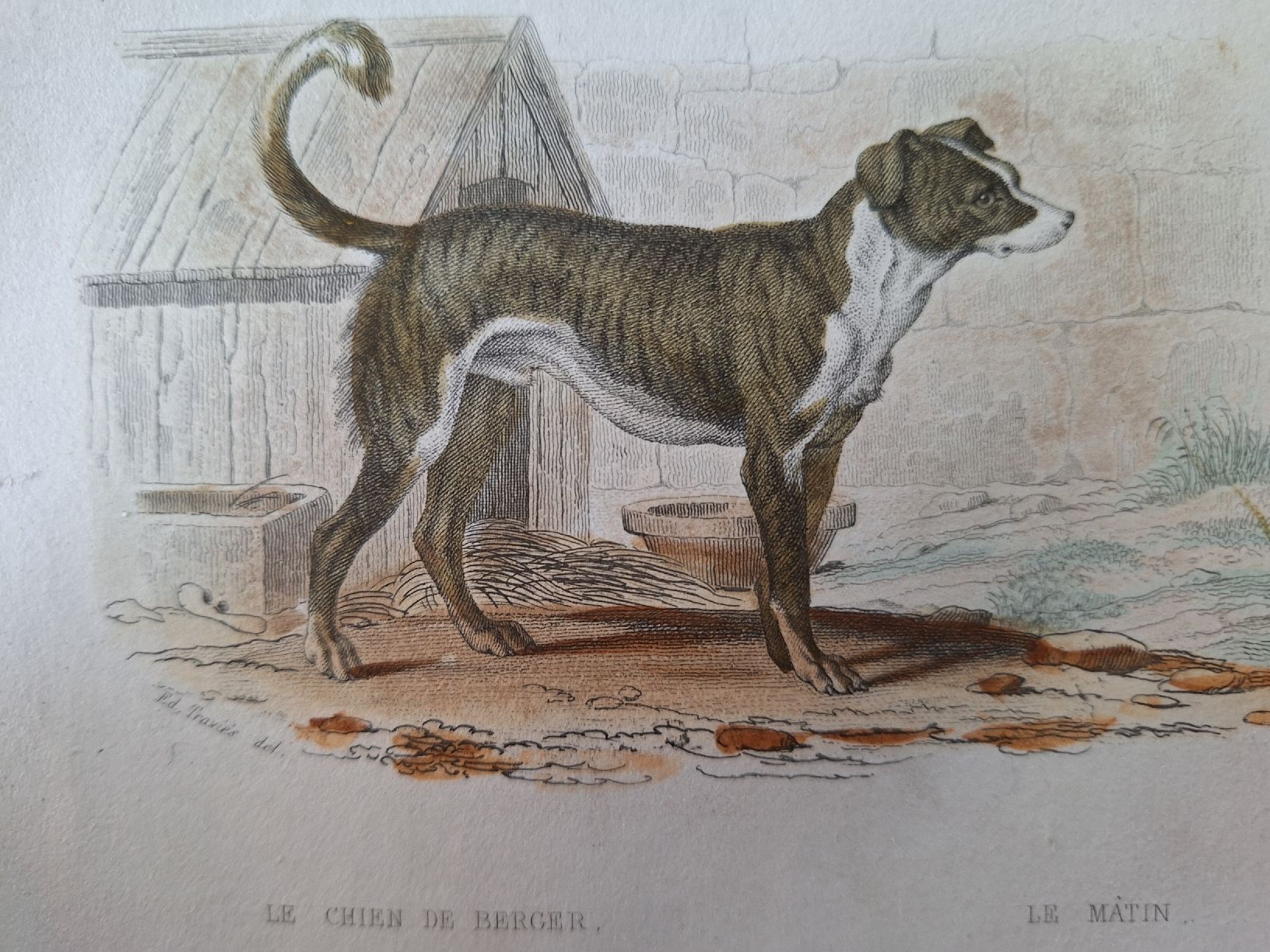 Incisioni: LE CHIEN DE BERGER  LE MATIN – Usato da Bevaix venduto da bohrap 3