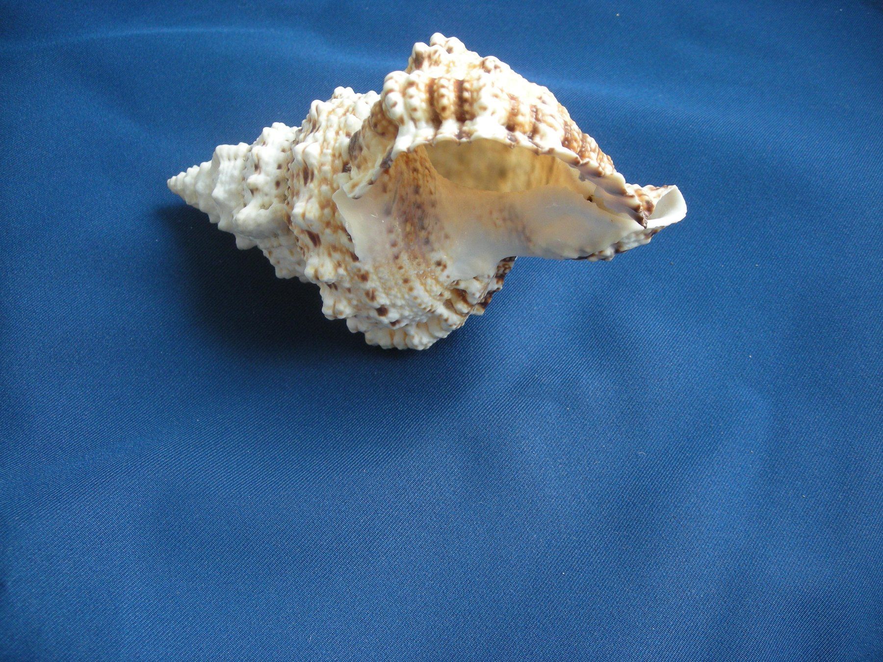 Fossilien: Wunderschöne Muschel Philippinen 8cm – Gebraucht aus Spreitenbach von Sniper8952 4