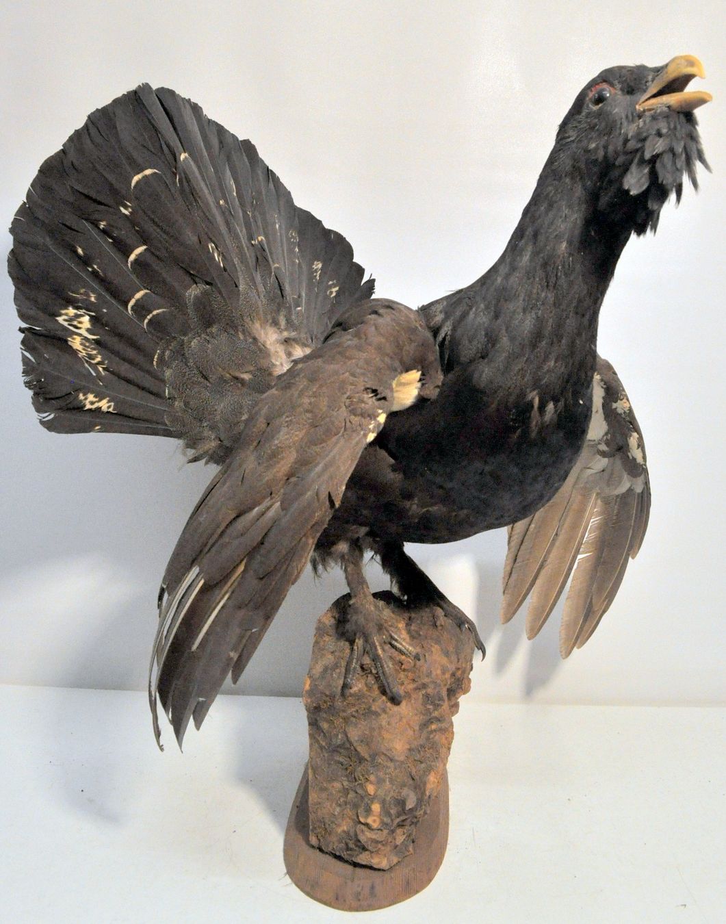 Il mondo degli animali: Grand tétras naturalisé – Usato da Neuchâtel venduto da Neuchatel 1
