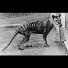 Profile image of Tasmaniantiger