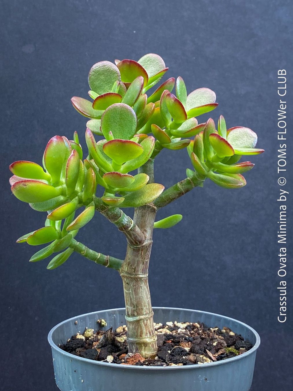 Piante & sementi: CRASSULA OVATA MINIMA - Kompakter Geldbaum – Nuovo e nell'imballaggio originale da Adliswil venduto da TAKEYOURPLANT 2