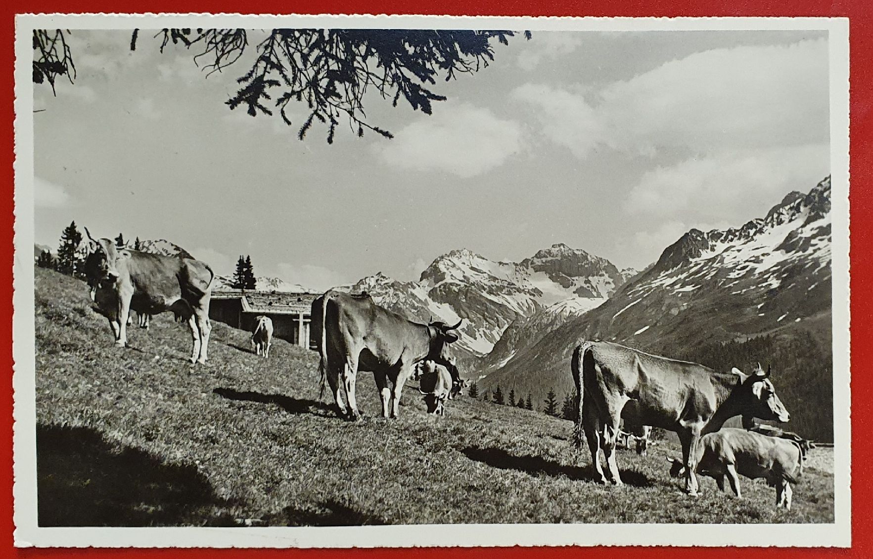Ansichtskarten: Davos  Clavadeler Alp 1947 – Gebraucht aus Kreuzlingen von Rschweiz1