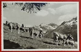Davos  Clavadeler Alp 1947