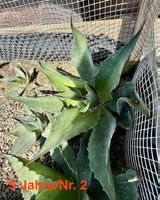 1Stk Agave Neomexicana – ssp. von A. Parryi Winterhart 5. J.