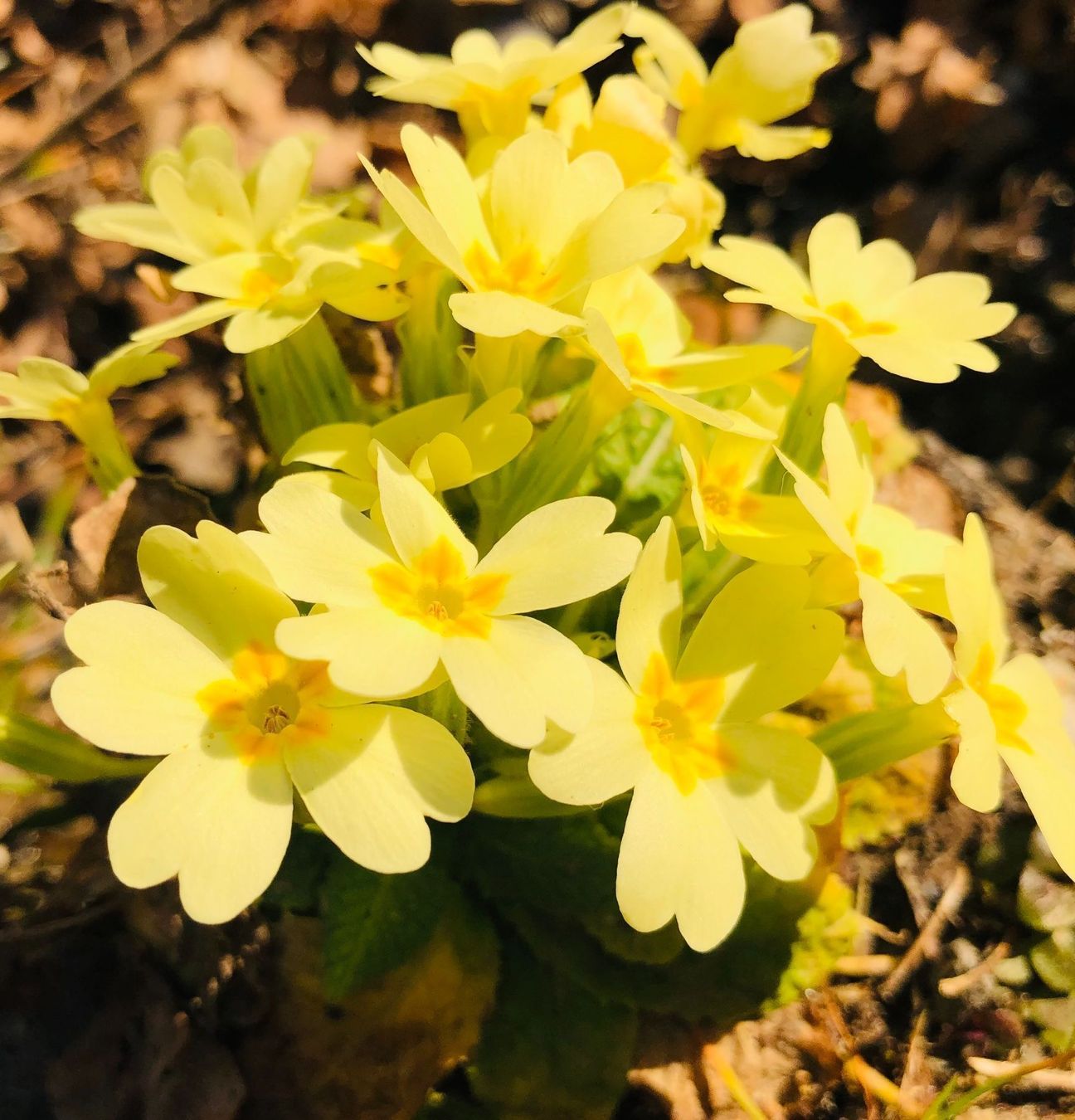 Piante & sementi: PRIMULA ACAULIS Gemeinsame Primel x10stk – Nuovo e nell'imballaggio originale da Rovio venduto da POSITIFFARTandPLANTS 1