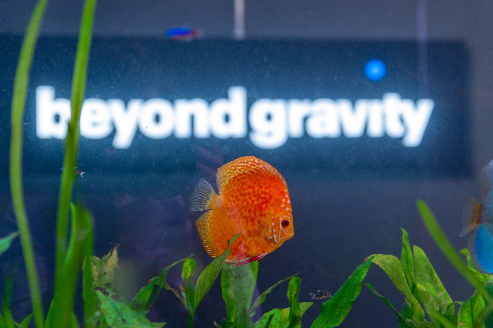 Acquari: Vor-Ort-Verklebung Aquarium – Nuovo (secondo la descrizione) da Berikon venduto da fischundart 7
