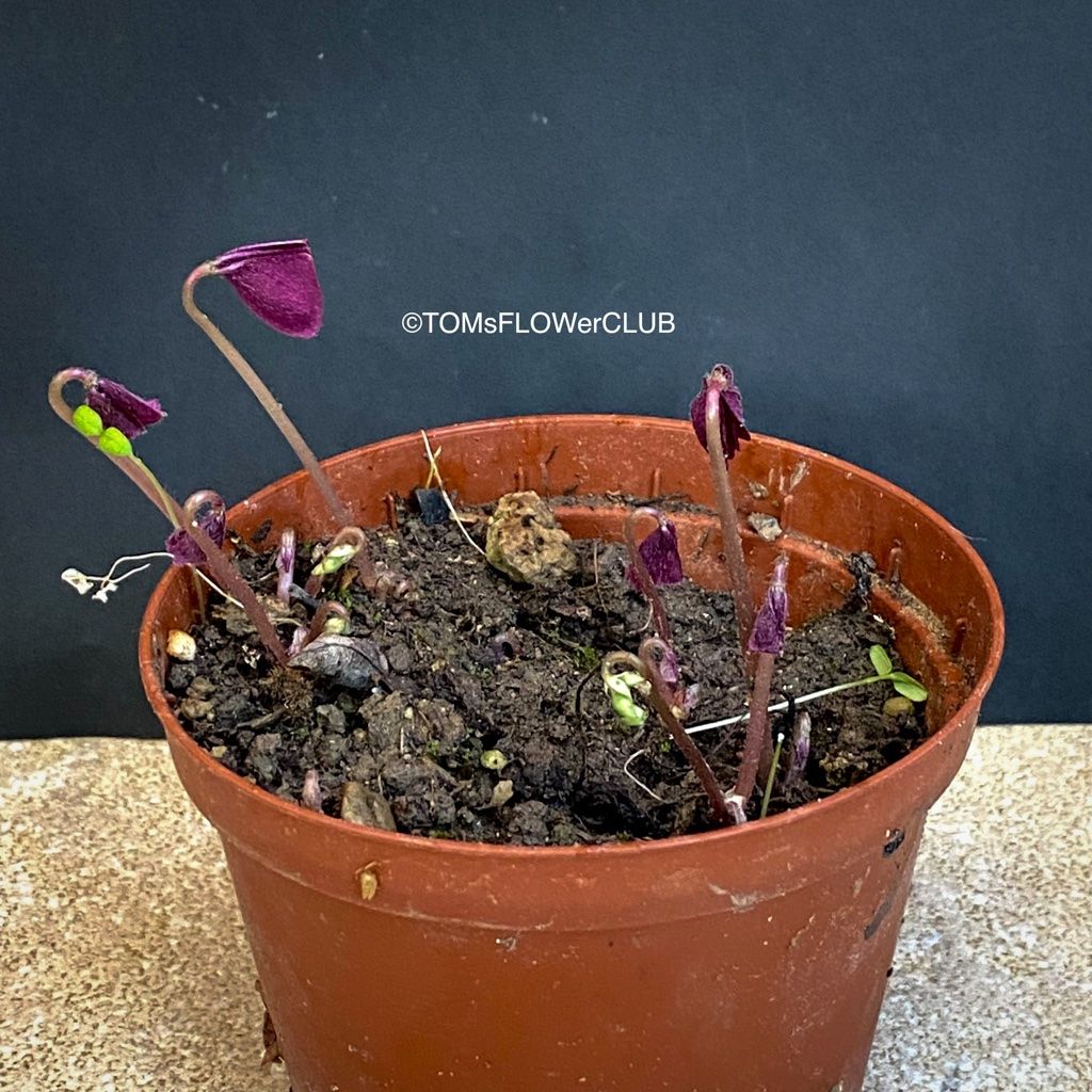 Piante & sementi: Oxalis Triangularis - Glücksklee intensiv Burgundy – Nuovo e nell'imballaggio originale da Adliswil venduto da astom369 9