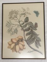 Gravur D. Stoependaal Sculp nach Maria Sibylla Merian