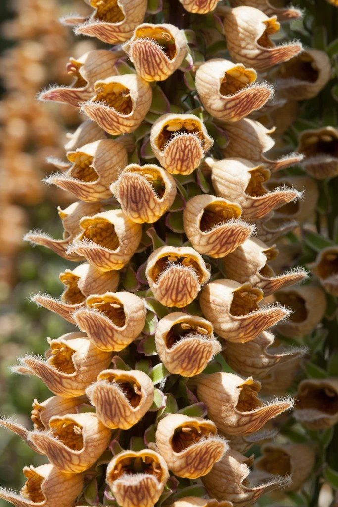 Pflanzen & Samen: Rostbrauner Fingerhut - Digitalis ferruginea - 200 Samen – Neu und originalverpackt aus Sumiswald von Cham14558 2