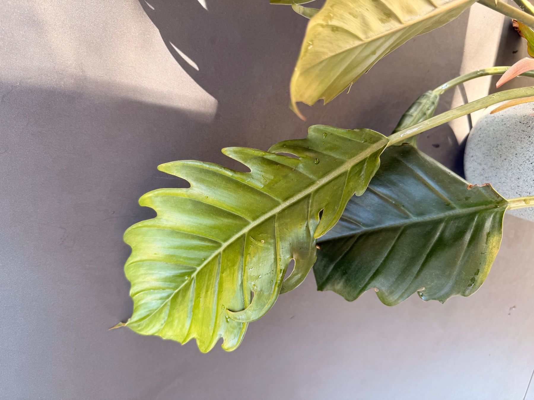 Piante & sementi: Philodendron bipinnatifidum 'Choco Empress' – Usato da Rafz venduto da jca_98p5 3