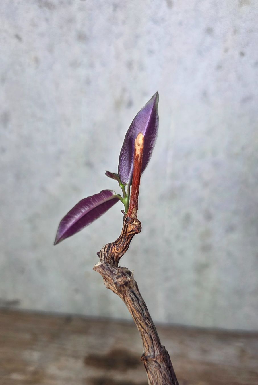 Pflanzen & Samen: Petopentia natalensis – Neu (gemäss Beschreibung) aus St.Erhard von Plumilandschweiz 6