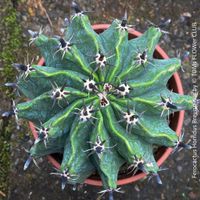 Ferocactus Horridus Brevispinus - Ø15cm Kaktus-Skulptur