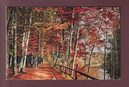 BERN - Waldweg im Dählhölzli