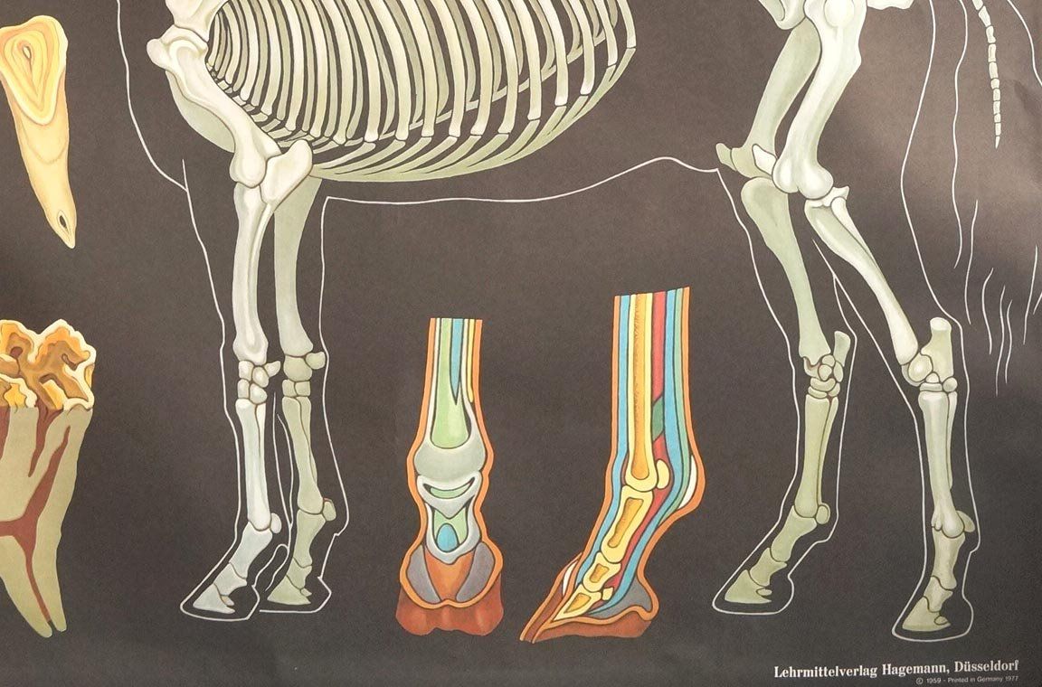 Foto & Immagini: Schulwandbild Pferd - Anatomie - Top Zustand! – Usato da Härkingen venduto da sammelbecken 3