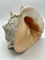 Grosse Cassis cornuta Muschel 23cm Vintage Deko