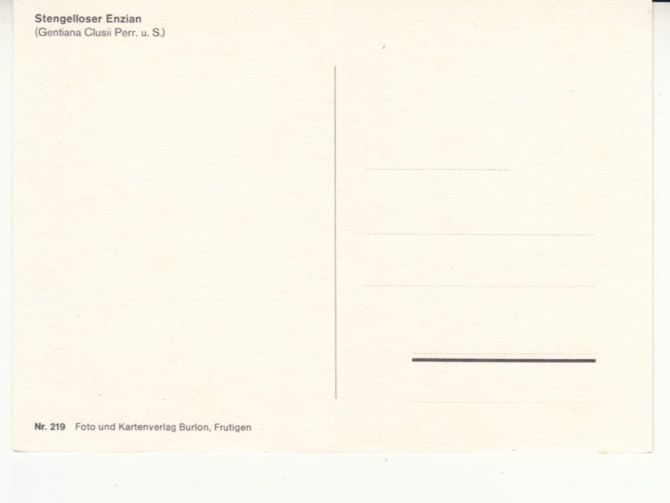 Cartoline postali: Enzian ca. 1980 – Usato da Bürglen TG venduto da StampGraf 1