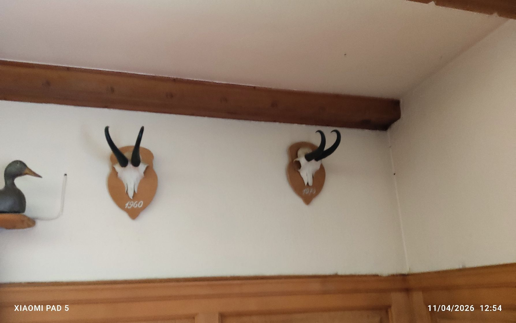 Altre raccolte & rarità: Trophées de chamois anciens, collection unique! – Usato da Tavanasa venduto da inf_9wlc 1