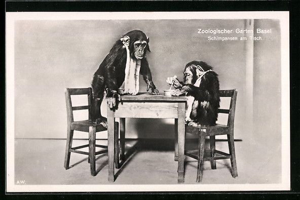Cartoline postali: Basel, Schimpansen am Tisch, Zoologische – Usato da Berlin venduto da bartko-reher