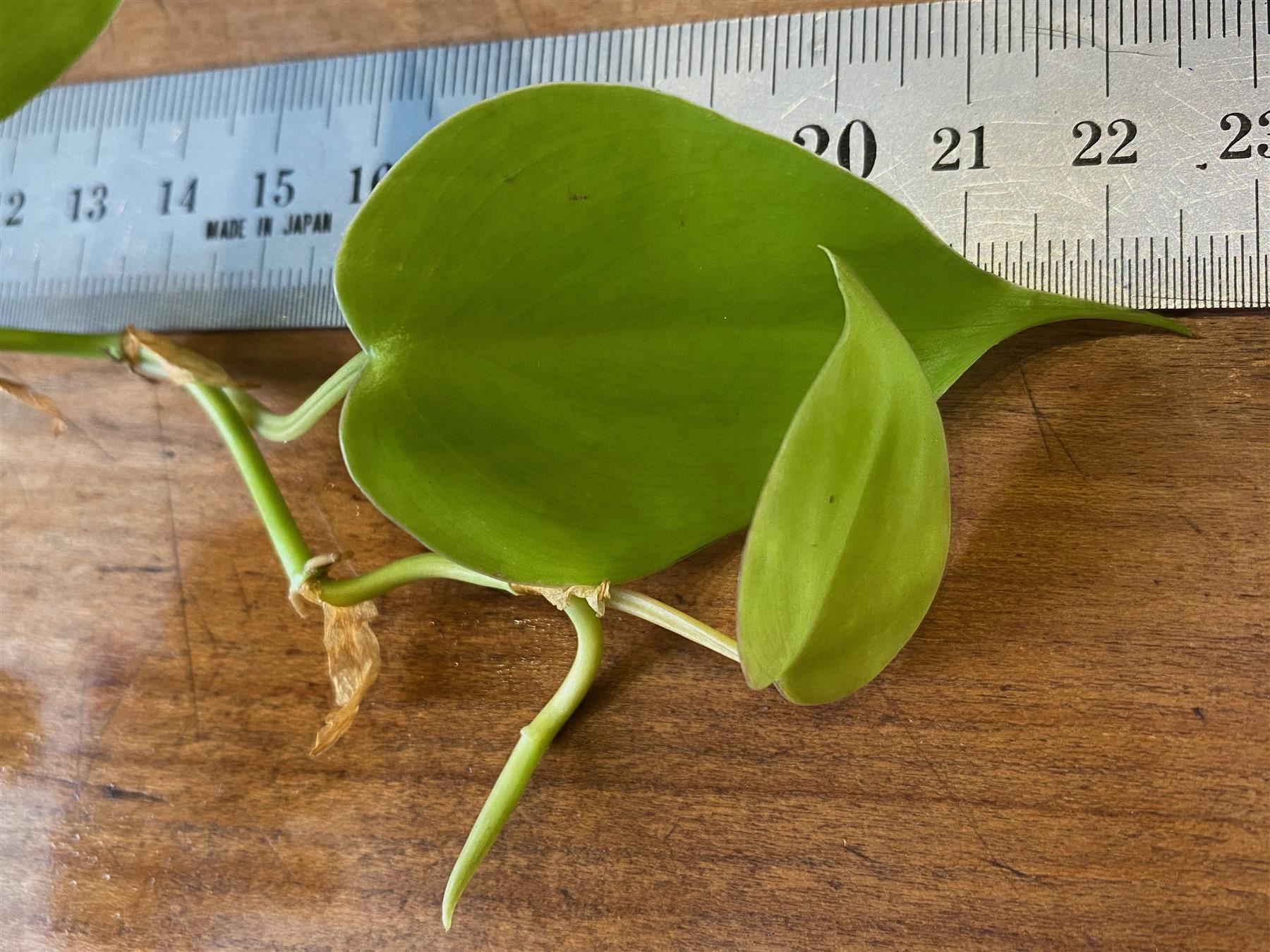 Piante & sementi: Philodendron hederaceum  Lemon Lime, Steckling – Nuovo (secondo la descrizione) da Winterthur venduto da Aniger 4
