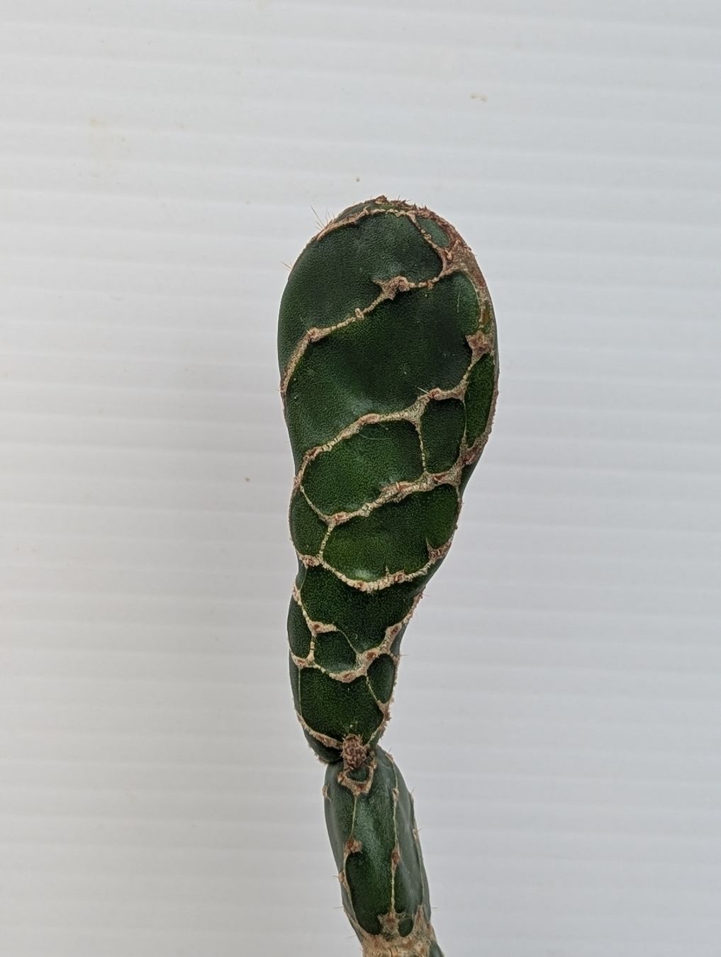 Piante & sementi: Opuntia reticulata "Cobra" – Usato da Comano venduto da che_8lc2 1
