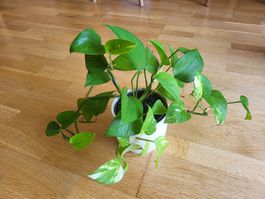 Epipremnum Aureum + schöne keramik übertopf