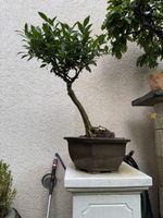 Limequat Bonsai im Bonsai-Topf