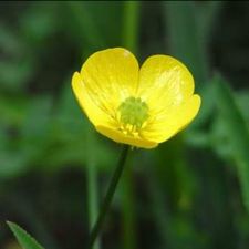 Profile image of Butterflower