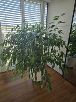 Ficus Benjamini Pflanze mit weissem Lechuza Topf