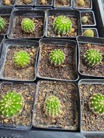Echinopsis eyriesii – Kugel-Kaktus | Rarität für Sammler