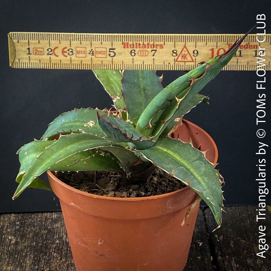 Piante & sementi: Agave Triangularis - top robust & Sonne liebend – Nuovo e nell'imballaggio originale da Adliswil venduto da asTOMas963 2