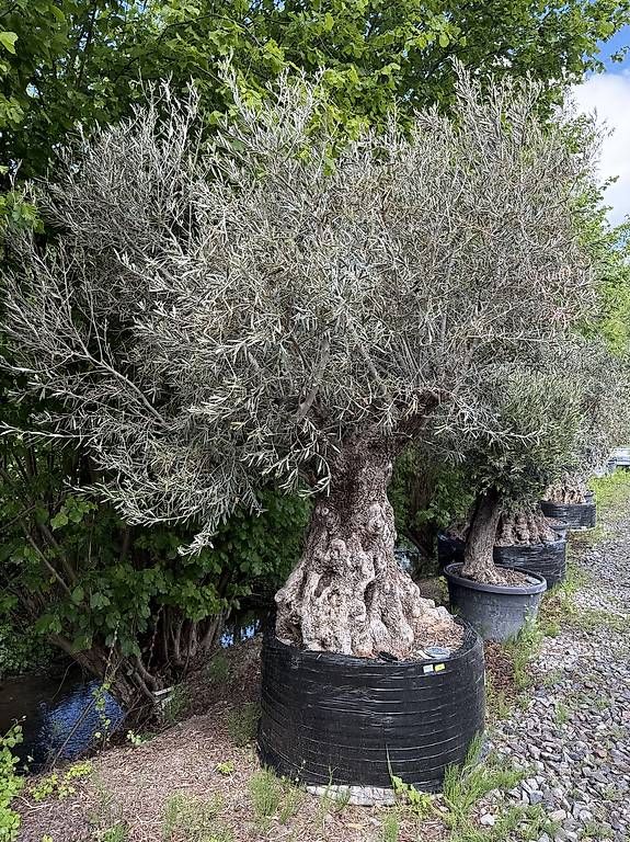Piante & sementi: Olivenbaum "Olea Europea 22" – Usato da Zuckenriet venduto da Thur_Plant 3