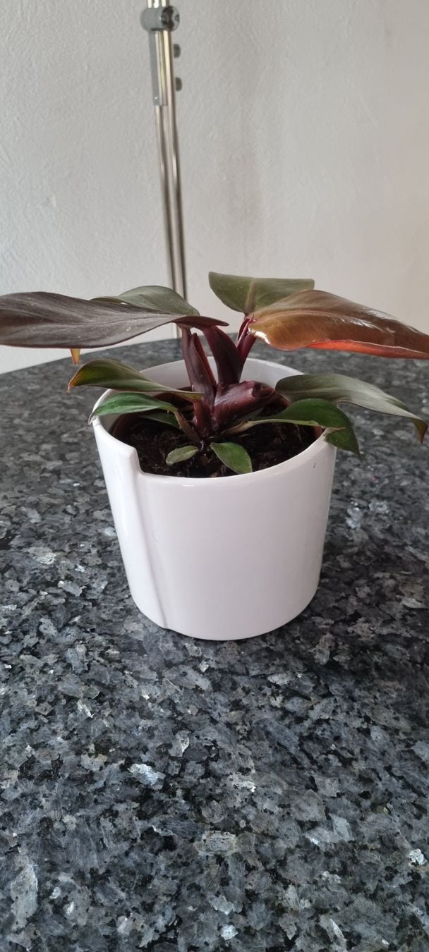 Piante & sementi: Philodendron 'Red Sun' im Topf, Zimmerpflanze – Usato da egliswil venduto da Maggy6