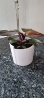 Philodendron 'Red Sun' im Topf, Zimmerpflanze