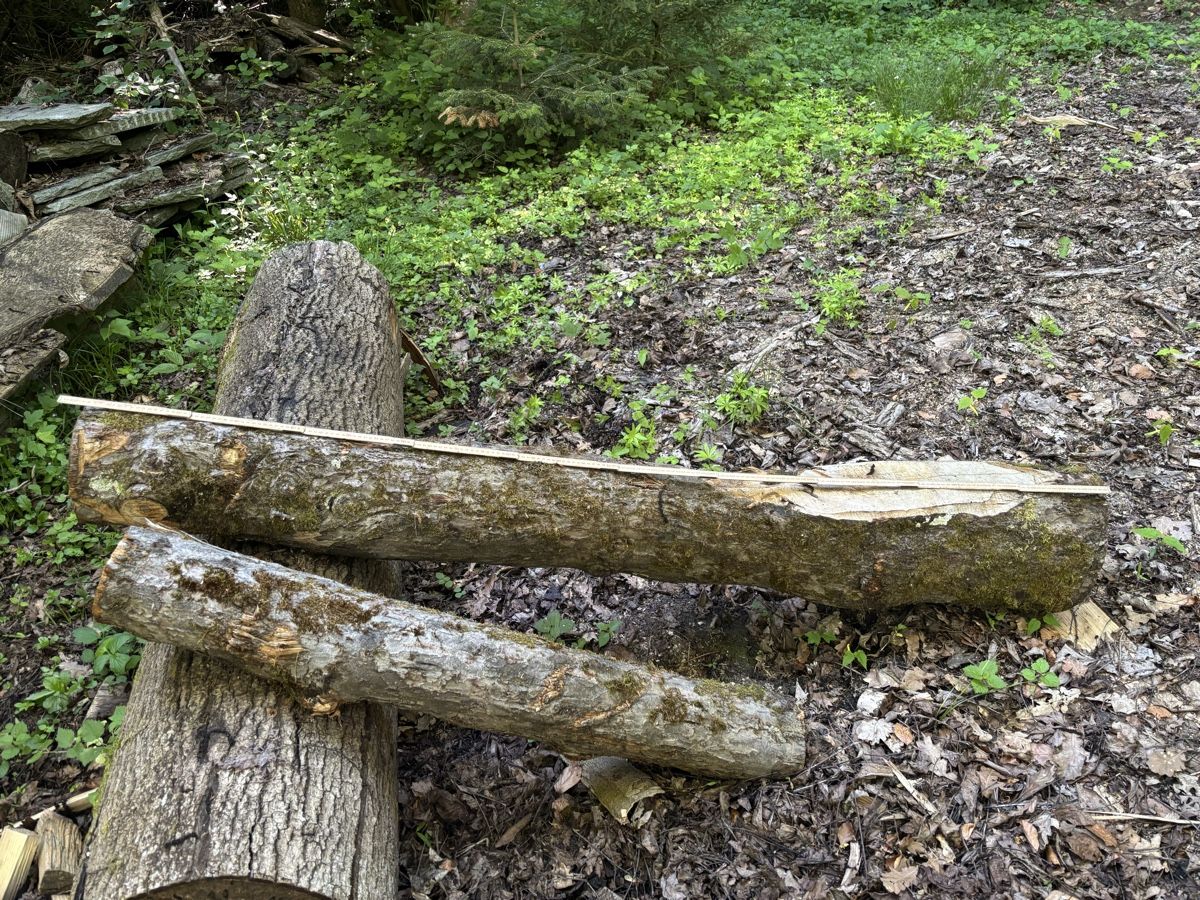Articoli in legno: 2 Obstbaumstämme – Usato da Wil SG venduto da mario.wick