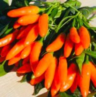30 Samen SCHARFE Orange Chili 🌶 30 GRAINES ORANGE PIMENT‪
