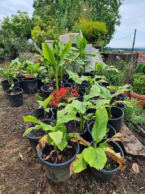 Piante & sementi: Bananenpflanzen – Usato da Pfeffingen venduto da trilo20
