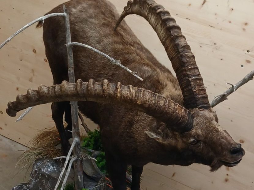 Il mondo degli animali: Steinbock Präparat – Nuovo (secondo la descrizione) da Mollis venduto da Resel1985