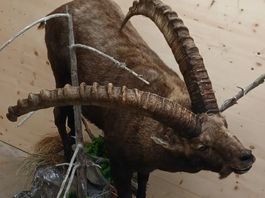 Steinbock Präparat