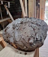 Rarität, XXL Holzwucherung, Holzknolle, von einer Fichte