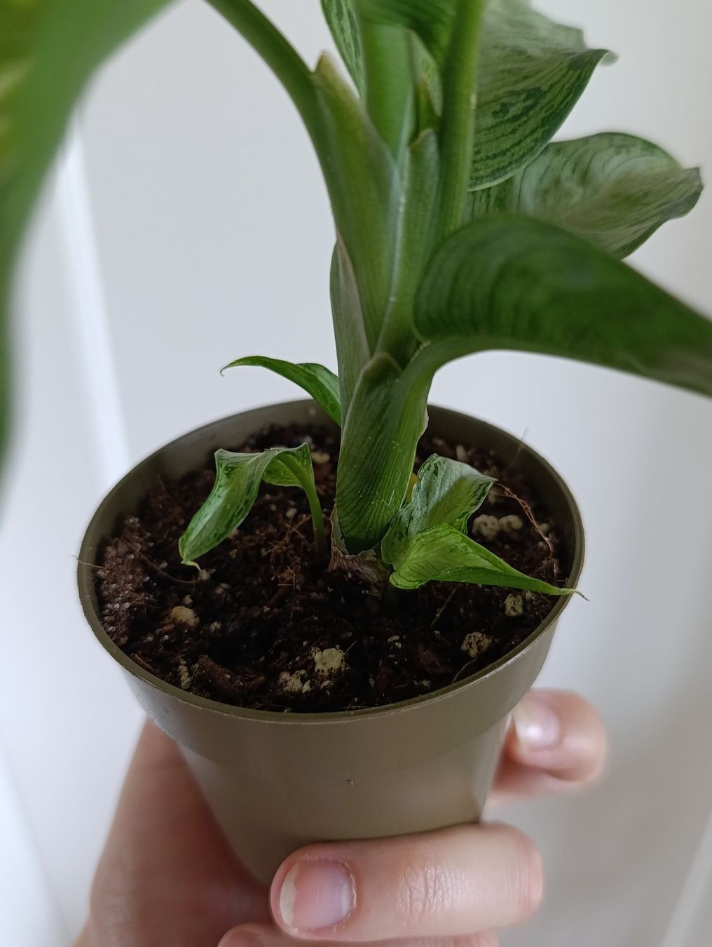 Plantes & graines: Dieffenbachia Snow – D'occasion à Baar par L.isa28 2