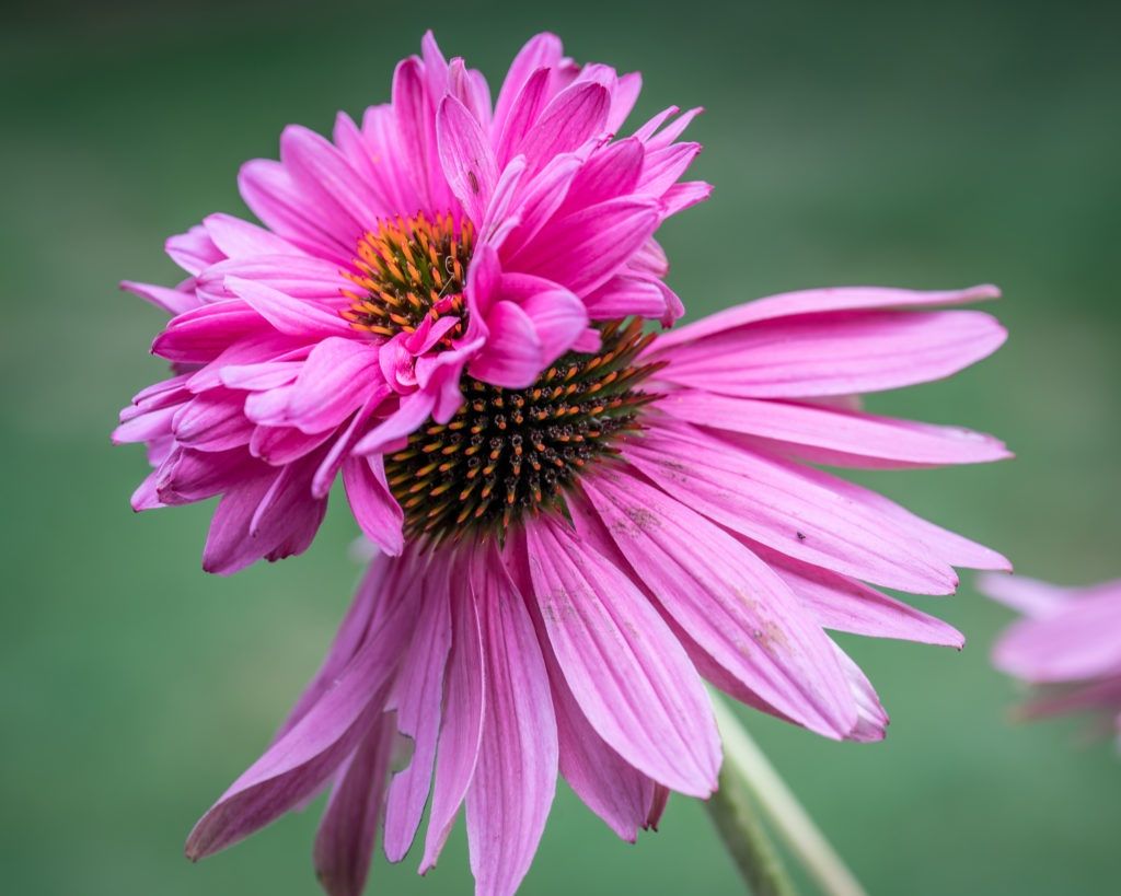 Piante & sementi: 15 Samen  Echinacea SUPER DUPER – Nuovo (secondo la descrizione) da Ehrendingen venduto da VerveinaSamen 3