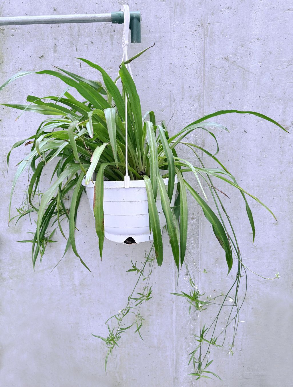 Piante & sementi: CHLOROPHYTUM*WASSERLILIE***** – Nuovo (secondo la descrizione) da Dübendorf venduto da Orchid18 1