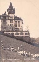 St. Gallen // Scheffelstein Schafe