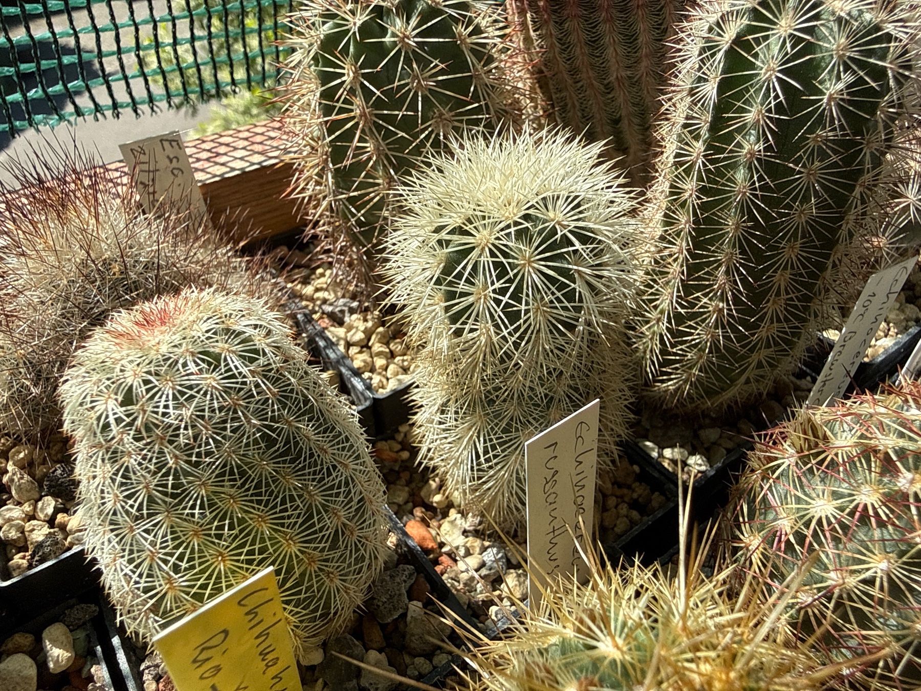 Piante & sementi: Echinocereus dasyacanthus – Usato da Rorbas venduto da SimS0n 1