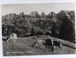 FLUMSERBERG Molseralp mit Kühen