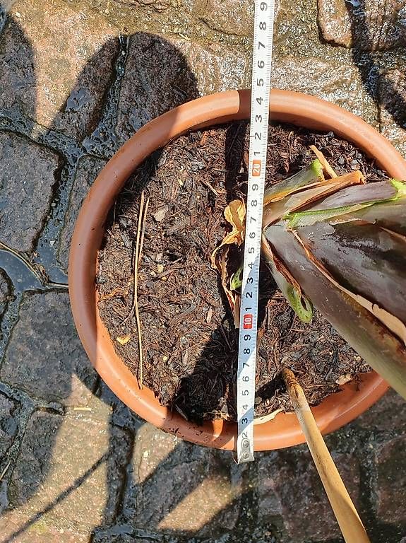 Pflanzen & Samen: Strelitzie  – Gebraucht aus Olten von stritten 1