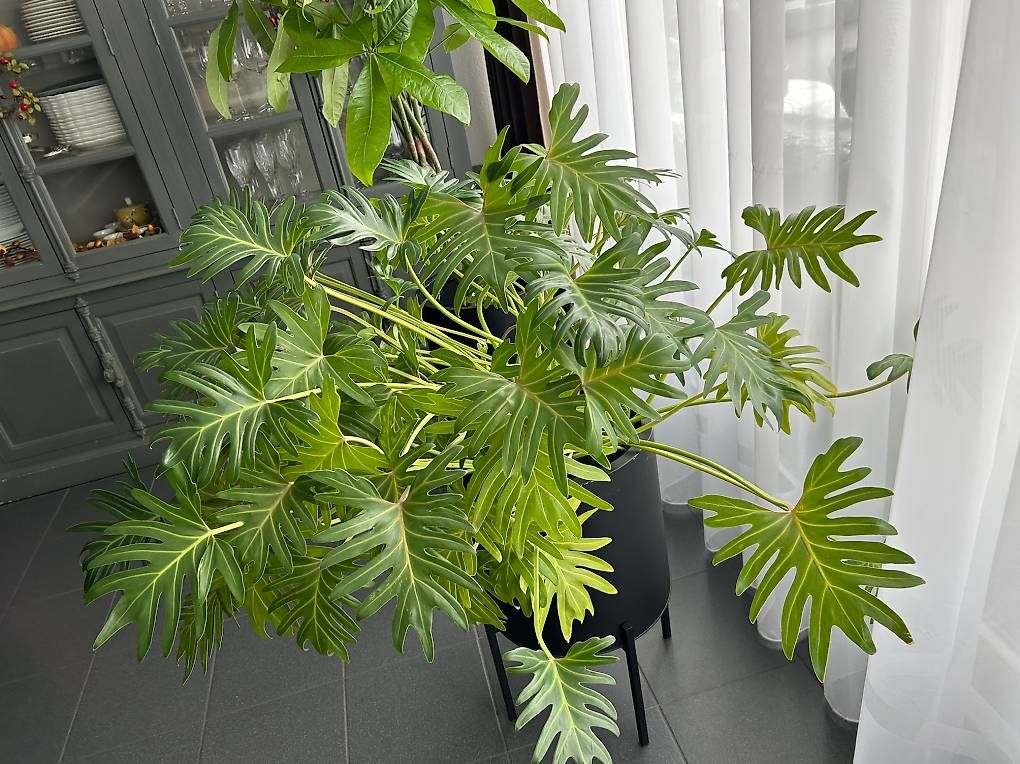 Piante & sementi: Zimmer Pflanze – Usato da Worb venduto da Khloe72