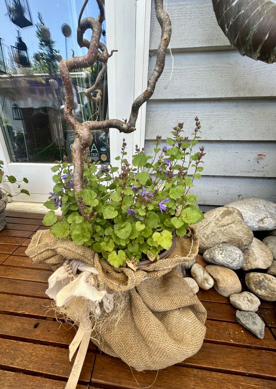 Piante & sementi: Winterharte Campanula dekoriert – Usato da Frauenfeld venduto da Irene.Schuppli 3