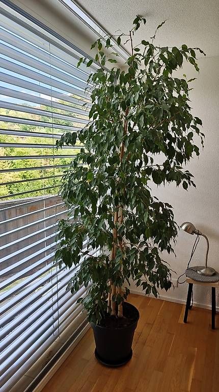 Piante & sementi: Ficus Benjamina - Birkenfeige 250cm – Nuovo e nell'imballaggio originale da Boll venduto da ttr-fun 1