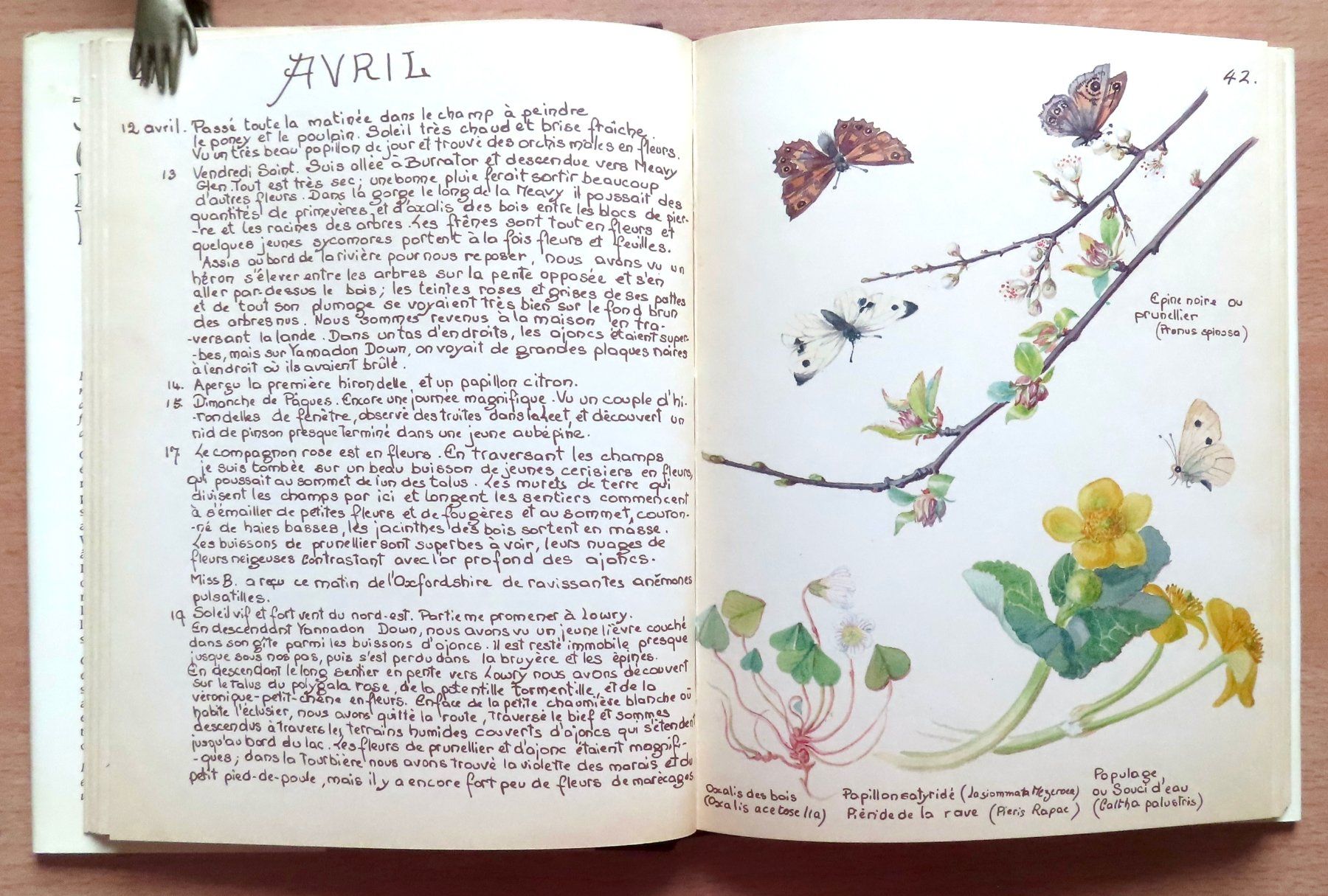 Libri: Journal champêtre d'Edith Holden – Usato da Le Locle venduto da LibrairieLaBergerie 3